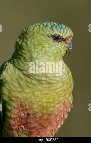 Austral Parakeet (Enicognathus ferrugineus) perched on a branch in Chile. Stock Photo
