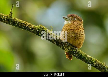 Barred Puffbird (Nystalus radiatus) perched on a branch in the Andes mountains of Colombia. Stock Photo