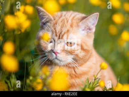 Portrait of a little red kitten on the Ranunculus flowers field. Cat enjoying spring Stock Photo