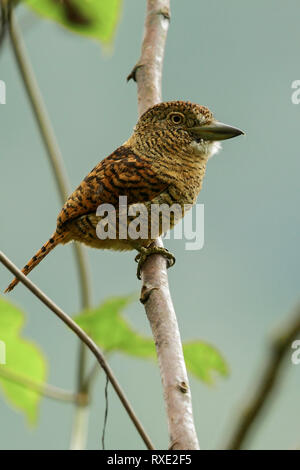 Barred Puffbird (Nystalus radiatus) perched on a branch in the Andes mountains of Colombia. Stock Photo