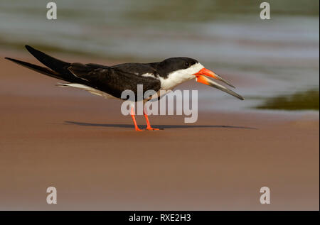 Black Skimmer (Rynchops niger) in the Pantalal region of Brazil. Stock Photo