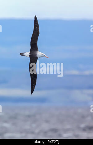 Black-browed albatross (Thalassarche melanophris, Diomedea melanophris ...