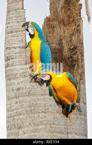 Blue-and-yellow Macaw (Ara ararauna) in the Pantalal region of Brazil. Stock Photo