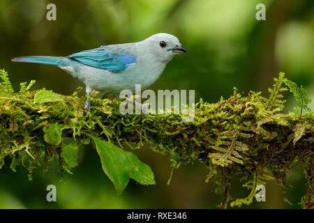 Blue-gray Tanager (Thraupis episcopus) perched on a branch in the Andes mountains of Colombia. Stock Photo