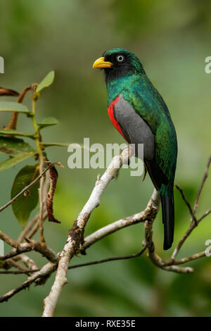 Choco Trogon (Trogon comptus) perched on a branch in the Andes mountains of Colombia. Stock Photo