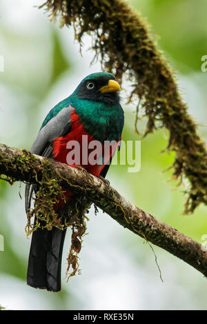Choco Trogon (Trogon comptus) perched on a branch in the Andes mountains of Colombia. Stock Photo
