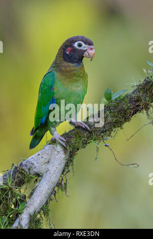 Brown-hooded Parrot (Pyrilia haematotis)  perched on a branch in Costa Rica.
