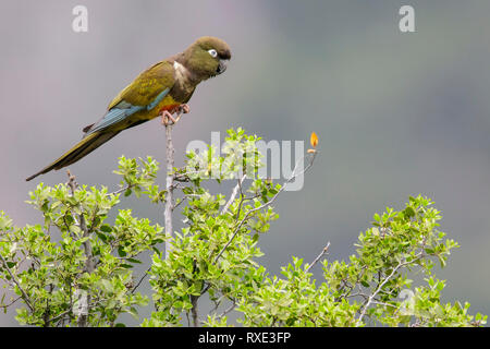 Burrowing Parakeet (Cyanoliseus patagonus) perched on a branch in Chile. Stock Photo