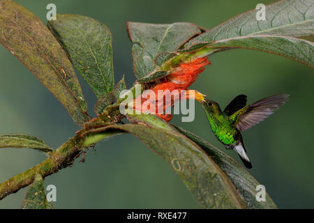 Coppery-headed Emerald (Elvira cupreiceps)  feeding at a tropical flower in Costa Rica. Stock Photo