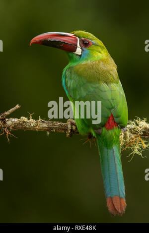 Crimson-rumped Toucanet (Aulacorhynchus haematopygus) perched on a branch in the Andes mountains of Colombia. Stock Photo