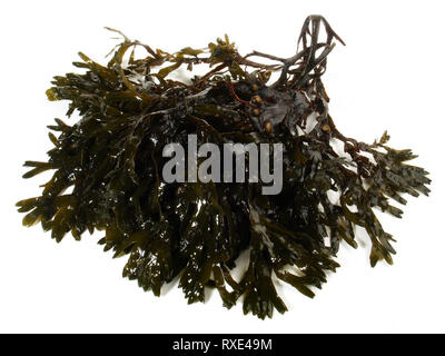 Fresh Seaweed on white Background Stock Photo