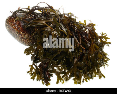 Fresh Seaweed on white Background Stock Photo