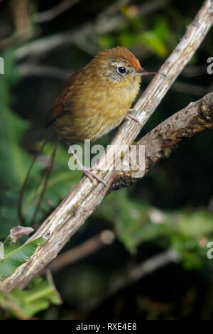 Des Murs's Wiretail (Sylviorthorhynchus desmursii) perched on a branch in Chile. Stock Photo