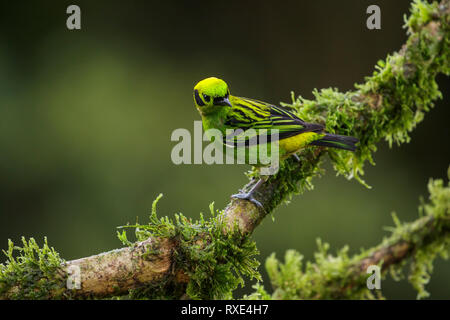 Emerald Tanager (Tangara florida) perched on a branch in Costa Rica. Stock Photo
