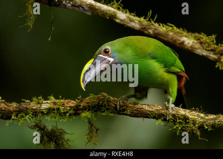 Emerald Toucanet (Aulacorhynchus prasinus) perched on a branch in the Andes mountains of Colombia. Stock Photo