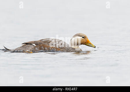 Flying Steamer Duck (Tachyeres patachonicus) swimming in a small lake in Chile. Stock Photo