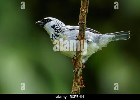 perched on a branch in the Andes mountains of Colombia. Stock Photo
