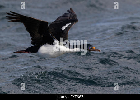 Imperial Cormorant (King) (Phalacrocorax atriceps) flying in Chile. Stock Photo