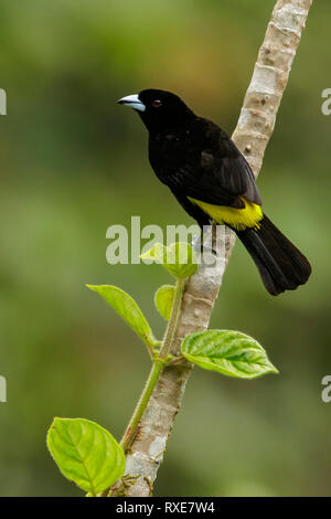 Lemon-rumped Tanager (Ramphocelus icternotus) perched on a branch in the Andes mountains of Colombia. Stock Photo