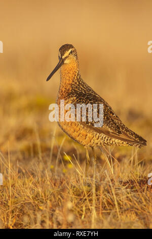 Short-billed Dowitcher (Limnodromus griseus) on the tundra in Northern Alaska. Stock Photo