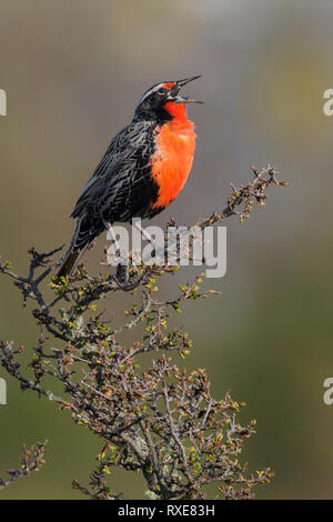 Long-tailed Meadowlark (Sturnella loyca) perched on a branch in Chile. Stock Photo