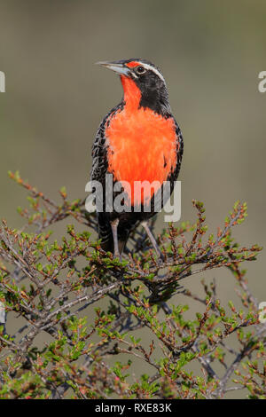 Long-tailed Meadowlark (Sturnella loyca) perched on a branch in Chile. Stock Photo