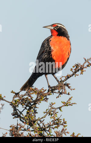 Long-tailed Meadowlark (Sturnella loyca) perched on a branch in Chile. Stock Photo