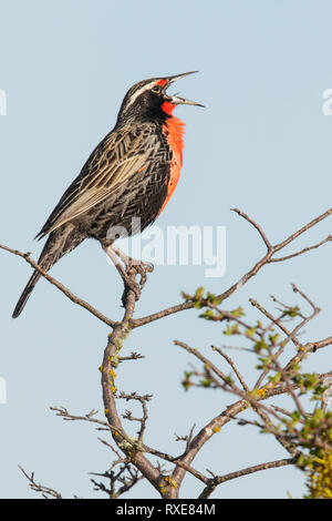 Long-tailed Meadowlark (Sturnella loyca) perched on a branch in Chile. Stock Photo