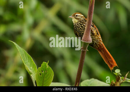 Pearled Treerunner (Margarornis squamiger) perched on a branch in the Andes mountains of Colombia. Stock Photo