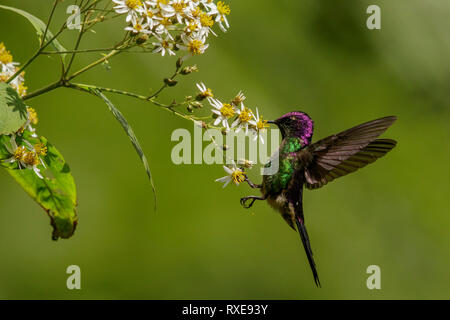Purple-backed Thornbill (Ramphomicron microrhynchum) perched on a branch in the Andes mountains of Colombia. Stock Photo