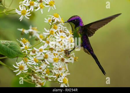 Purple-backed Thornbill (Ramphomicron microrhynchum) perched on a branch in the Andes mountains of Colombia. Stock Photo