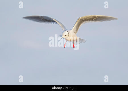 Ross's Gull (Rhodostethia rosea) flying over a small pond on the tundra in Northern Alaska. Stock Photo