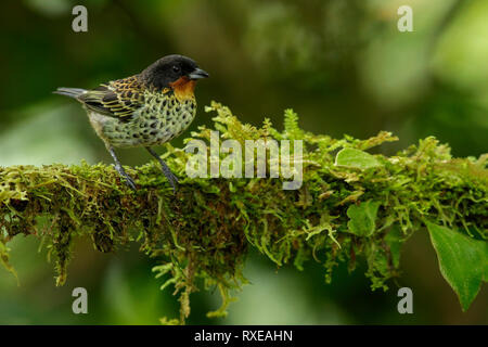 Rufous-throated Tanager (Tangara rufigula) perched on a branch in the Andes mountains of Colombia. Stock Photo