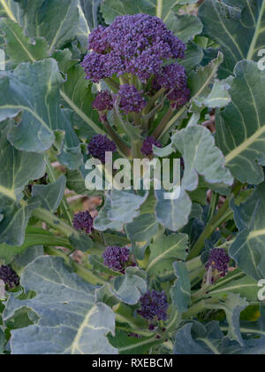 Purple Sprouting Broccoli plant in my garden. Healthy home grown early spring vegetable. Stock Photo