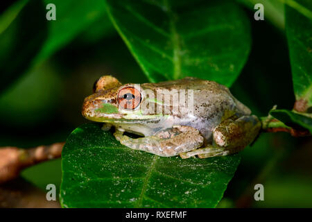 Cuban treefrog resting on the leaf Stock Photo