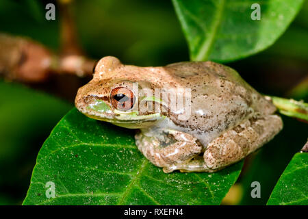 Cuban treefrog resting on the leaf Stock Photo