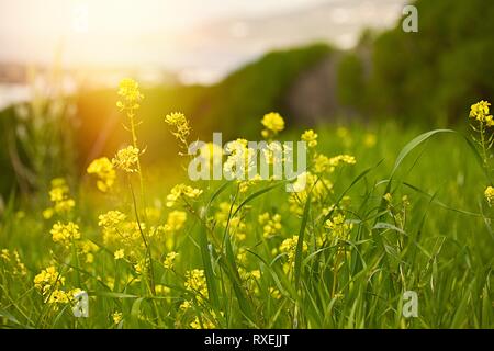 Yellow mustard field. Stock photo. Winter cress field flowers on a sunny day. Stock Photo