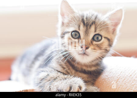 Portrait of adorable kitten with lovely eyes which is lying down and looks into camera.  Baby cat. Stock Photo