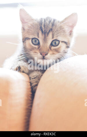 Portrait of sweet little cat lying down on sofa and looking curious into camera. Baby animal. Stock Photo