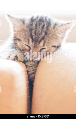 Portrait of adorable sleeping kitten lying on sofa with cute paws. Baby animal. Stock Photo