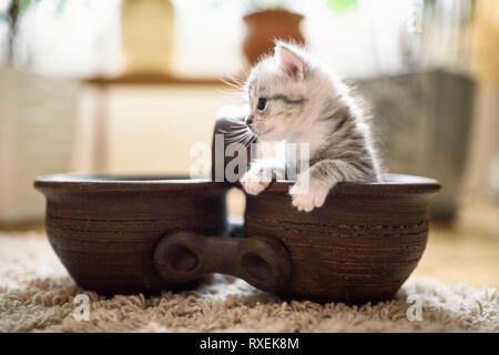 Sweet little cat with white grey fur. Adorable kitty in playful mood is sitting in brown flowerpot. Stock Photo