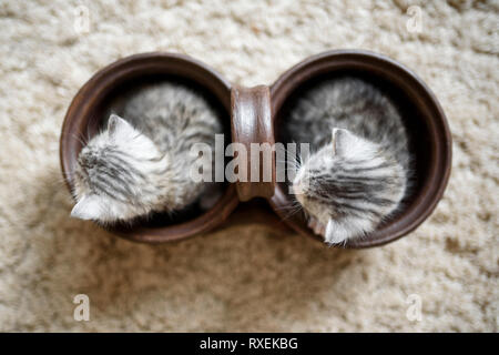 Top view on two cute and small white grey kittens in small brown pot, looking in the same direction. Stock Photo