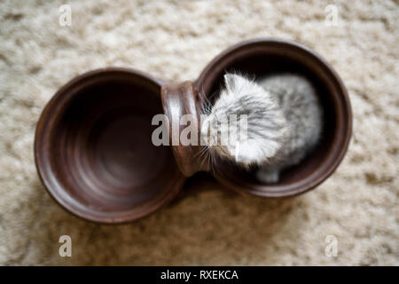 View from above on lovely small kitty which is sitting in a brown pot.	 Stock Photo