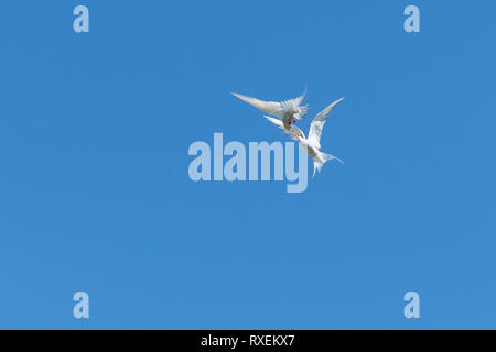 Arctic Tern - sterna paradisaea - courtship display Stock Photo