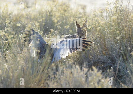 Jackal and Hawk, Kgalagadi Transfrontier Park, Namibia Stock Photo