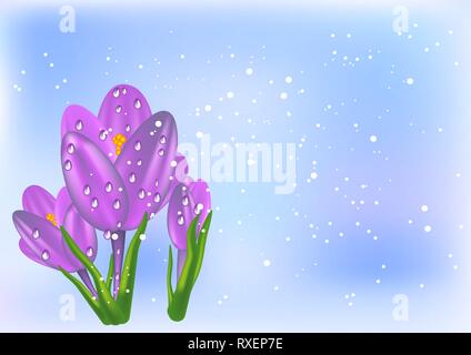 thee crocus and snow on abstract background Stock Vector