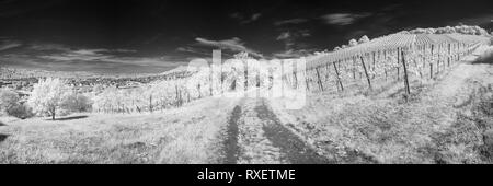 White vineyard with vines and trees in black and white infrared panoramic Stock Photo