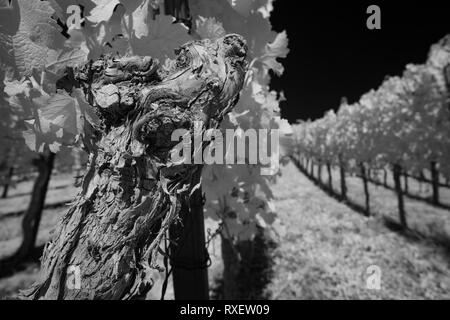 Gnarled vine with bark in black and white infrared vineyard Stock Photo