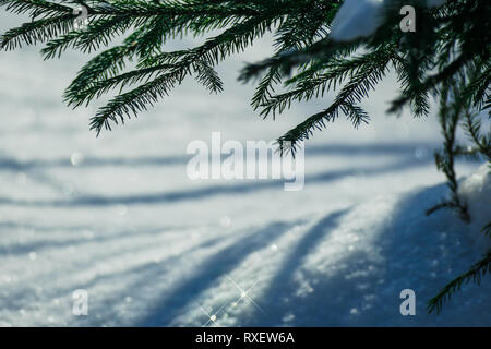 March snow glitters Stock Photo