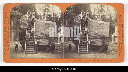 Section of the Original Big Tree - 30 feet diameter. Thomas Houseworth &amp; Co.; American, 1828-1915. Date: 1868-1870. Dimensions: 8 x 7.8 cm (each image); 8.6 x 17.6 cm (card). Albumen print, stereo, No. 801 from the series 'Calaveras Big Trees'. Origin: United States. Museum: The Chicago Art Institute. Stock Photo